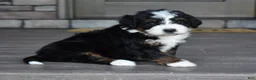 Mini Bernedoodle dogs for sale: Jewel - Ad 9