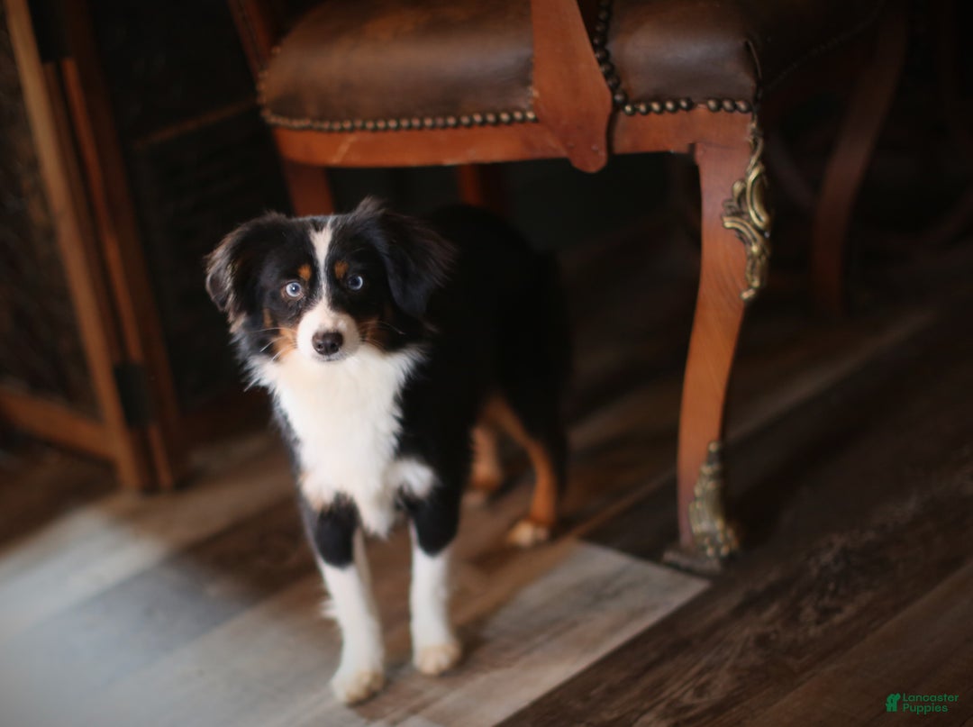 Gallery Image {{count}}