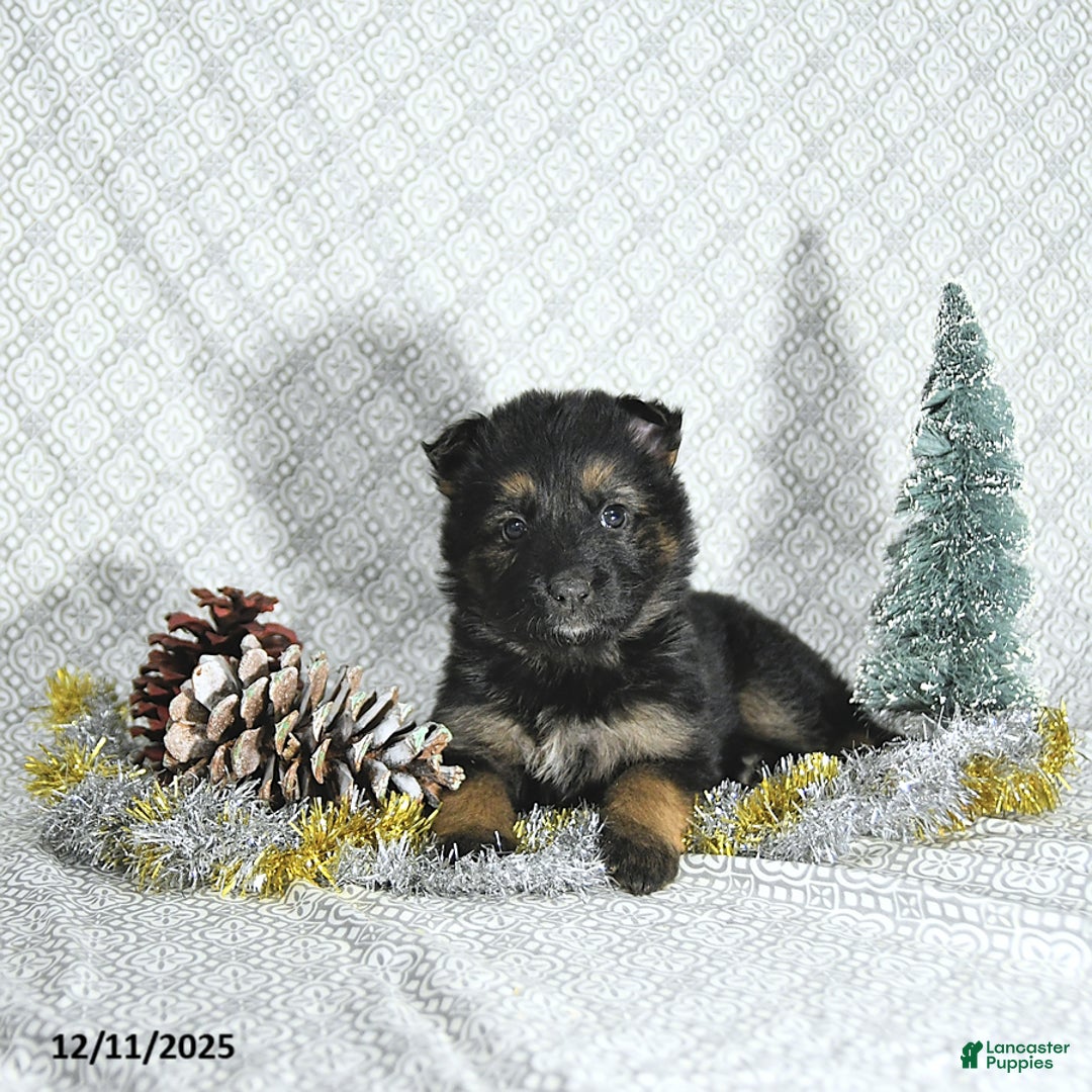 German Shepherd dogs for sale: Mia  - Ad 4