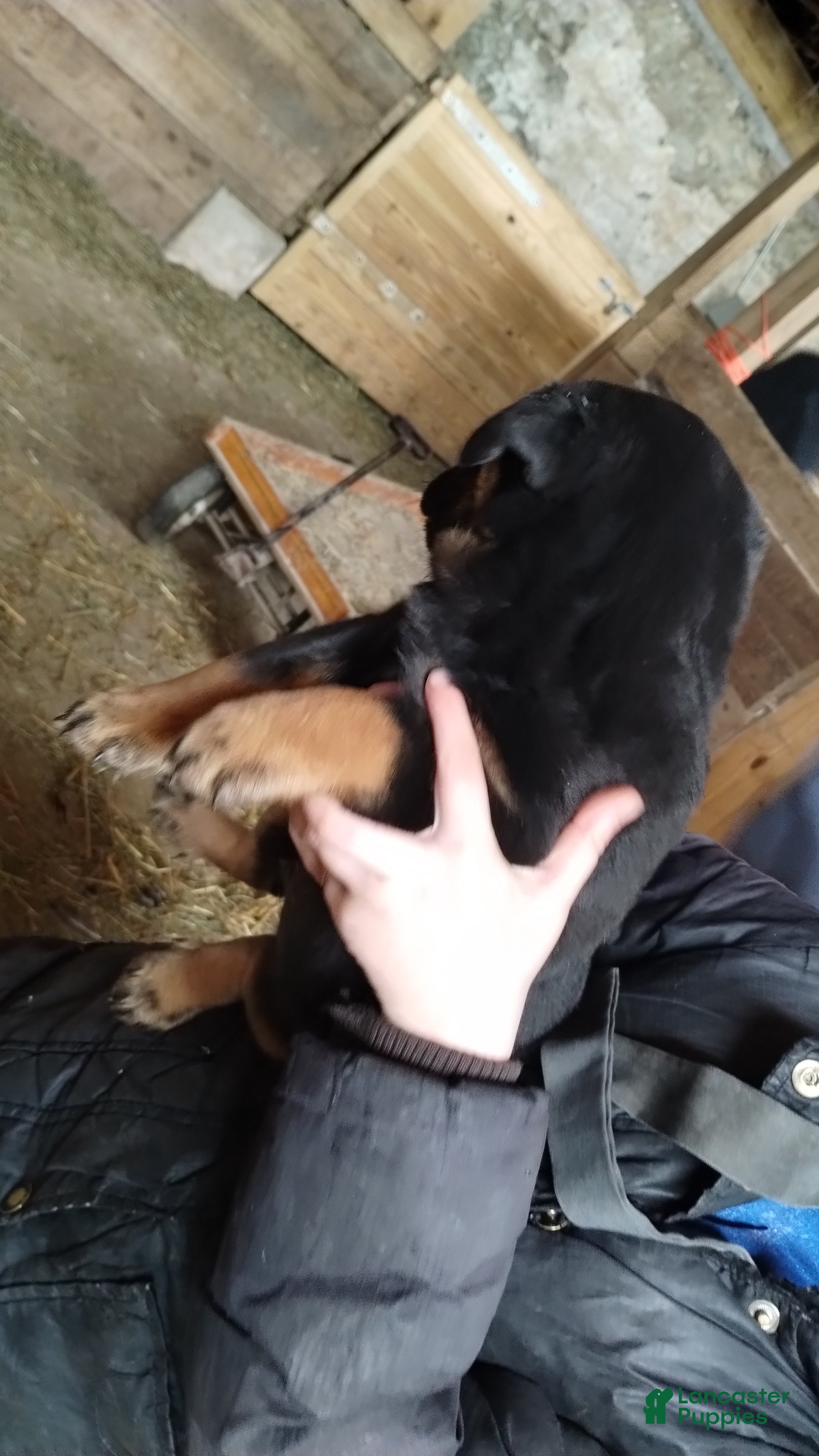 Mixed Breed dogs Gunner - Ad 2