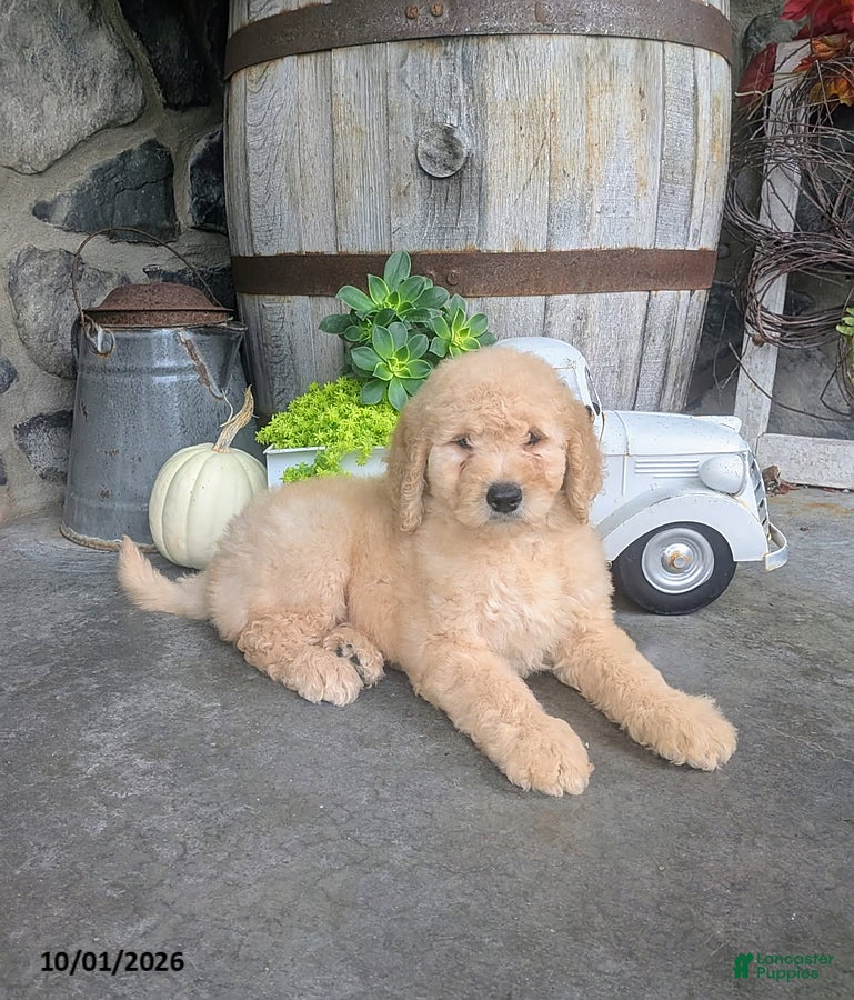 Asher