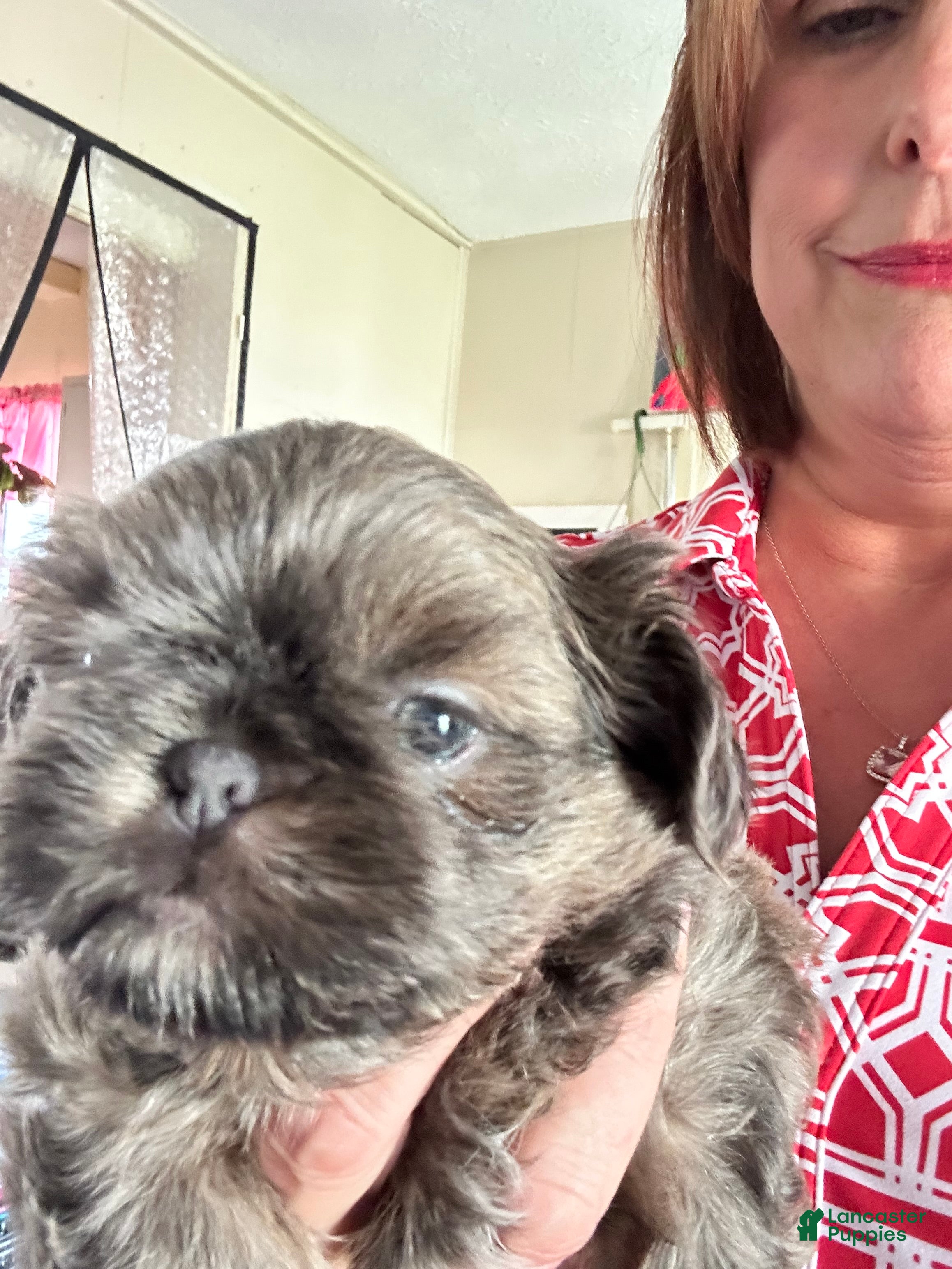 Shih Tzu dogs for sale: Shih Tzu Puppy 2 - Ad 5
