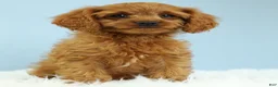 Cavapoo dogs for sale: Waffles 🧇 - Ad 16