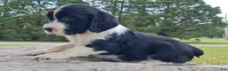 English Springer Spaniel dogs for sale: English Springer Spaniel Puppy Neo - Ad 3