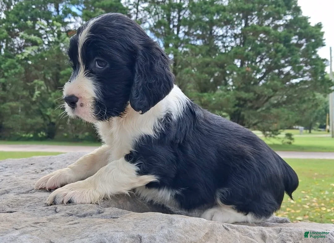 English Springer Spaniel dogs for sale: English Springer Spaniel Puppy Neo - Ad 13