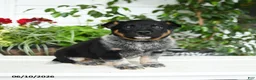 Australian Cattle Dog dogs for sale: Chase - Ad 3