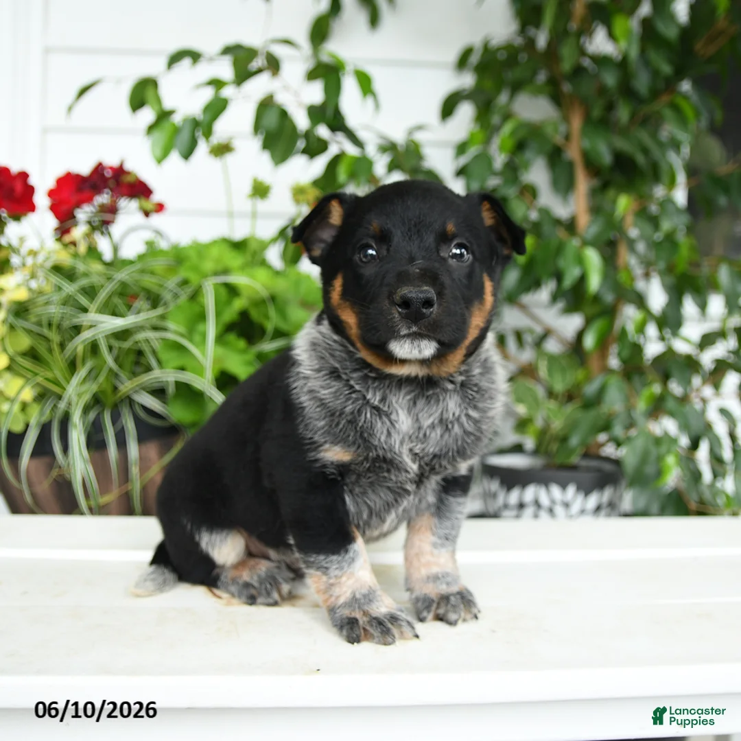 Australian Cattle Dog dogs for sale: Chase - Ad 3
