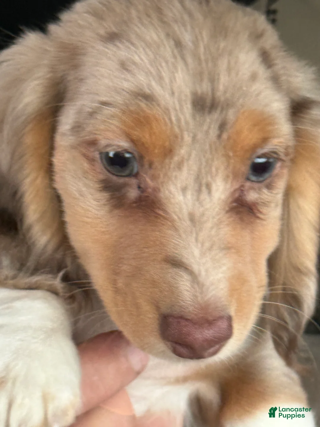 Dachshund dogs for sale: Dachshund Puppy 1 - Ad 6