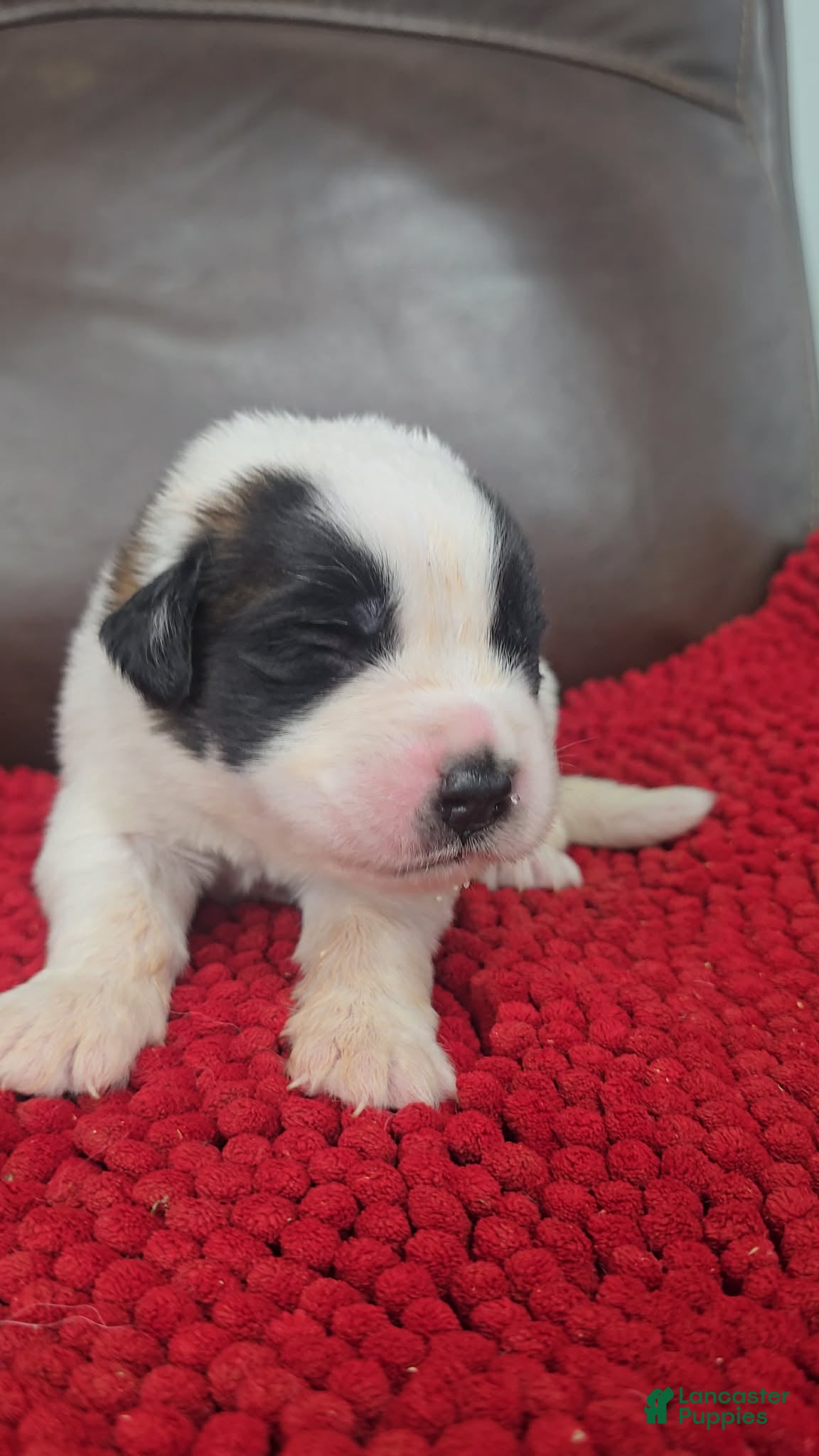 Saint Bernard dogs Tommy (black) - Ad 6