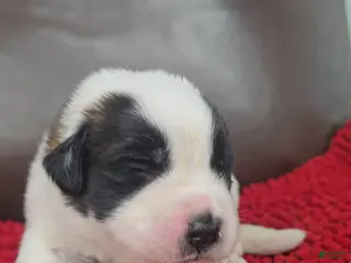 Saint Bernard dogs Tommy (black) - Ad 6