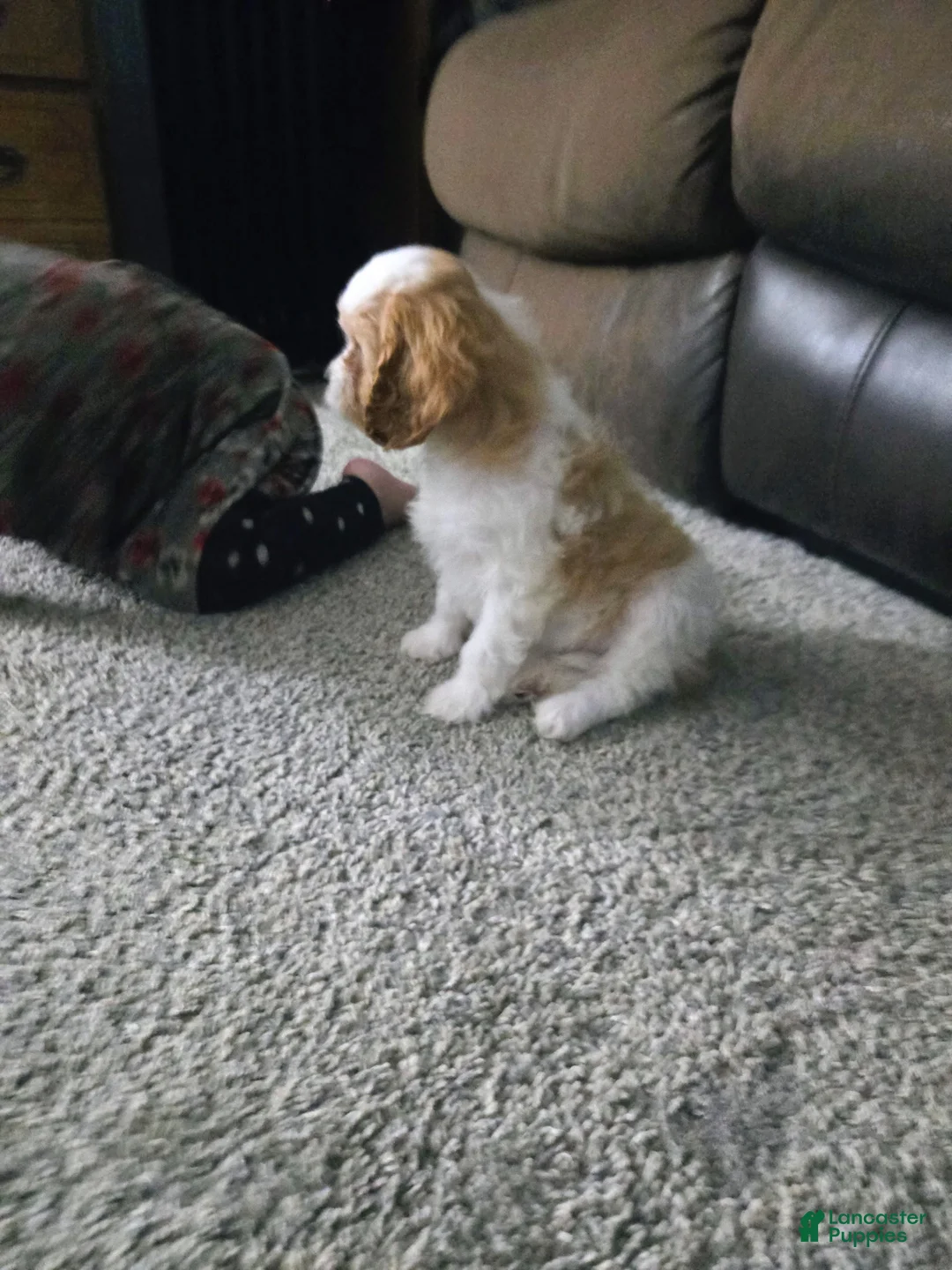 Cavapoo dogs for sale: Cavapoo Puppy 1 - Ad 2