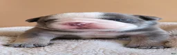 English Bulldog dogs for sale: Whiskey  - Ad 17