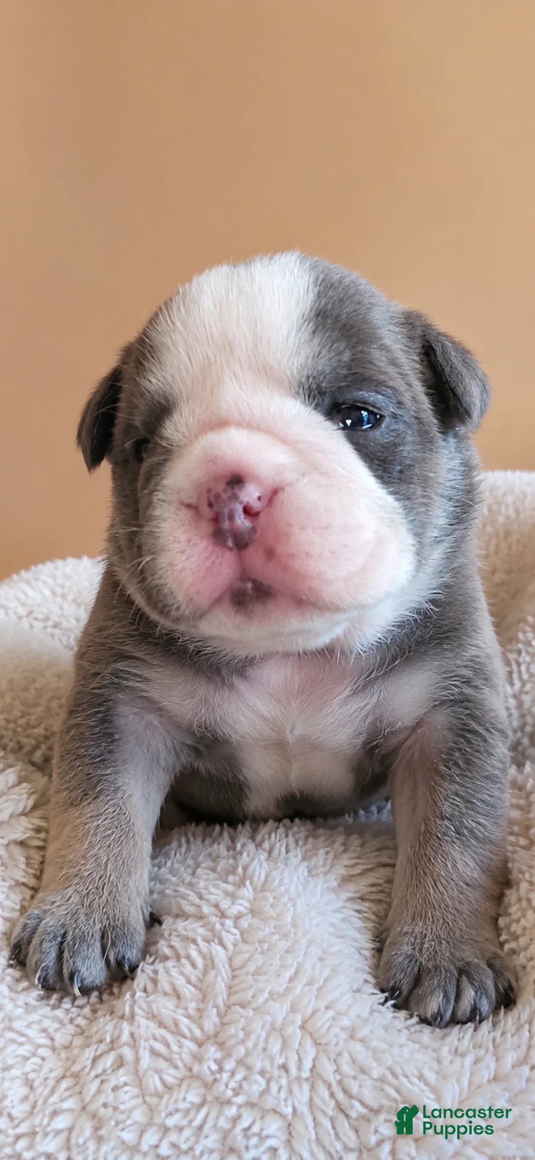 English Bulldog dogs for sale: Whiskey  - Ad 17