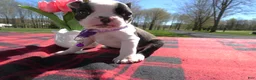 Boston Terrier dogs for sale: Boston Terrier Puppy 5 Rocko - Ad 3