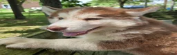 Siberian Husky dogs for sale: Petey - Ad 5