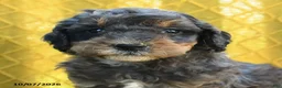 Mini Goldendoodle dogs for sale: Parker - Ad 5