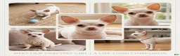 Chihuahua dogs for sale: Chihuahua 2 - Ad 26