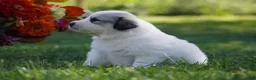 Great Pyrenees dogs for sale: AKC Nova - Ad 6