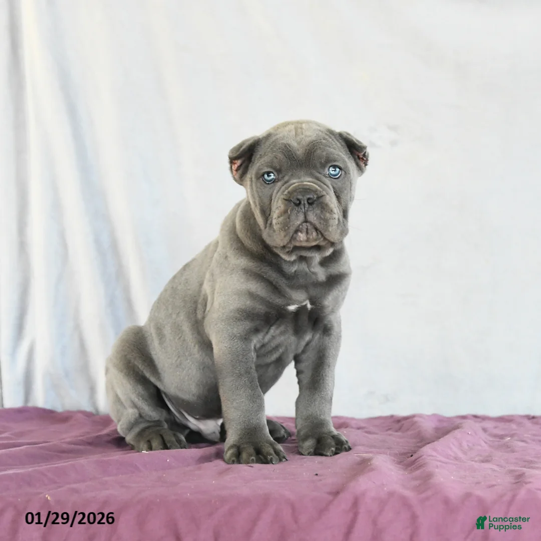 Cane Corso dogs for sale: Maverick - Ad 2