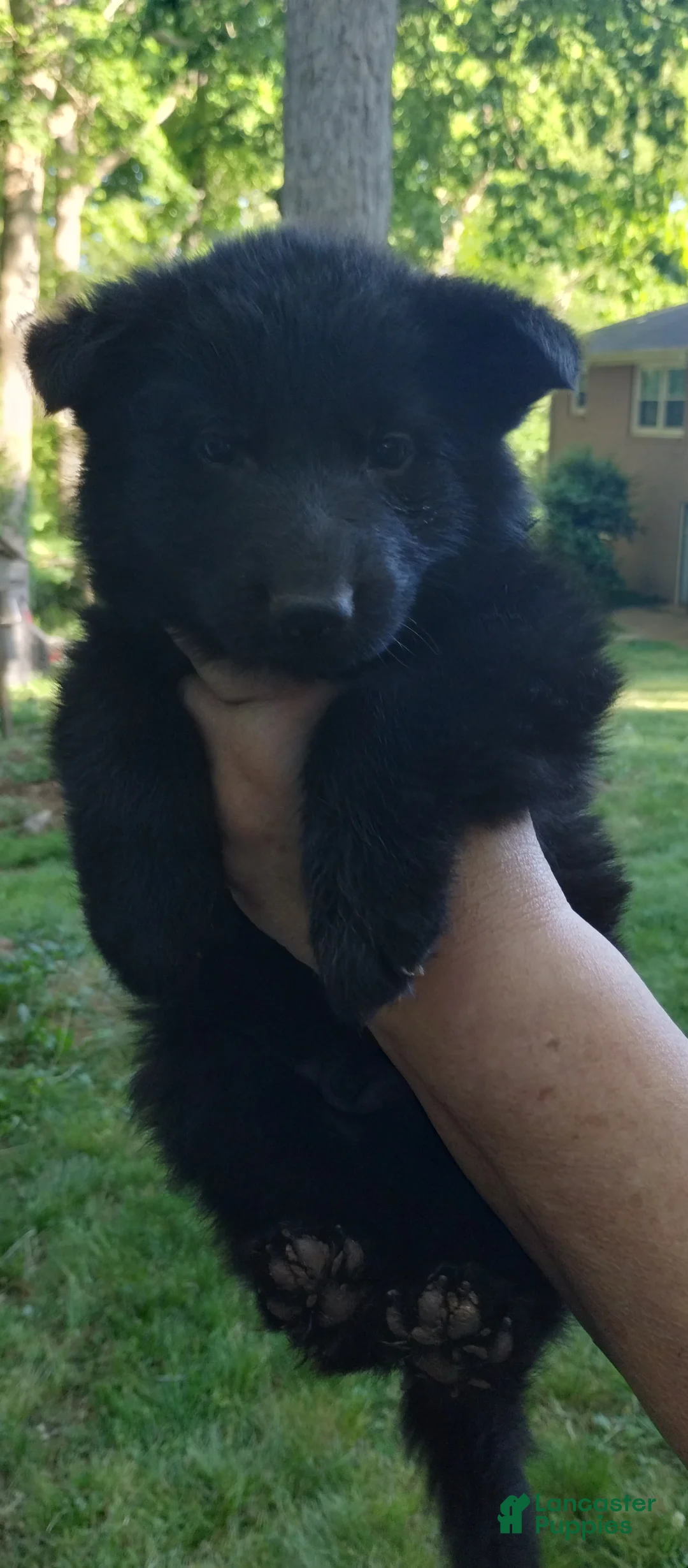 German Shepherd dogs for sale: German Shepherd Puppy 1 - Ad 1