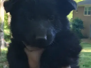 German Shepherd dogs for sale: German Shepherd Puppy 1 - Ad 1