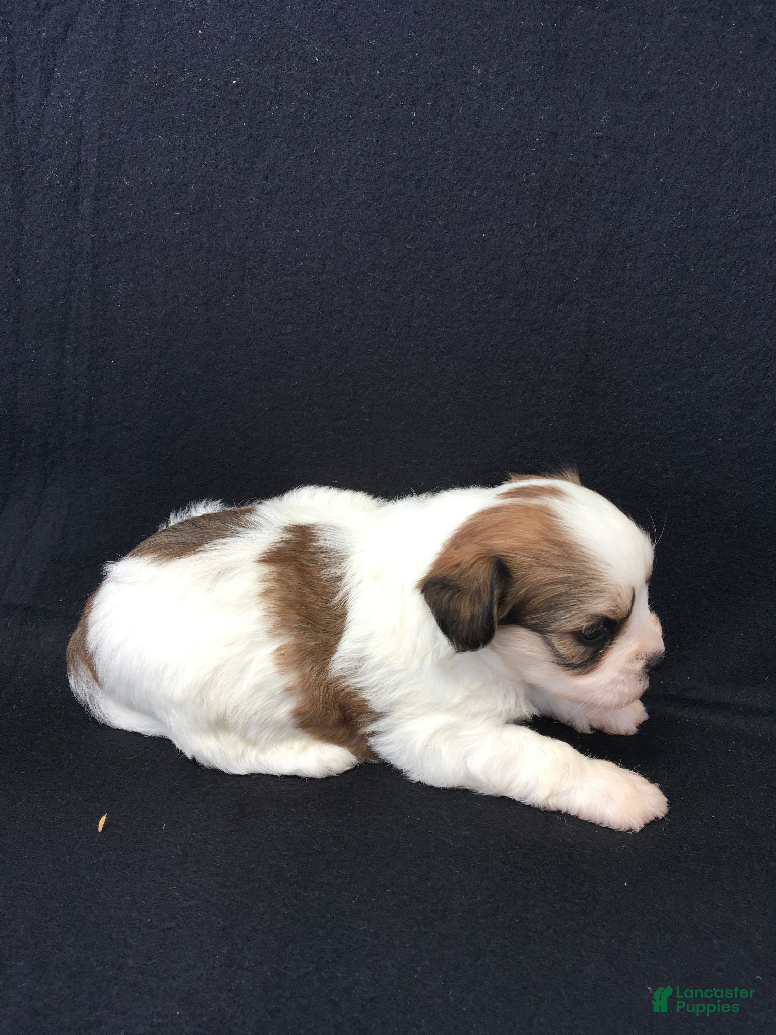 Shihpoo dogs Riley - Ad 1