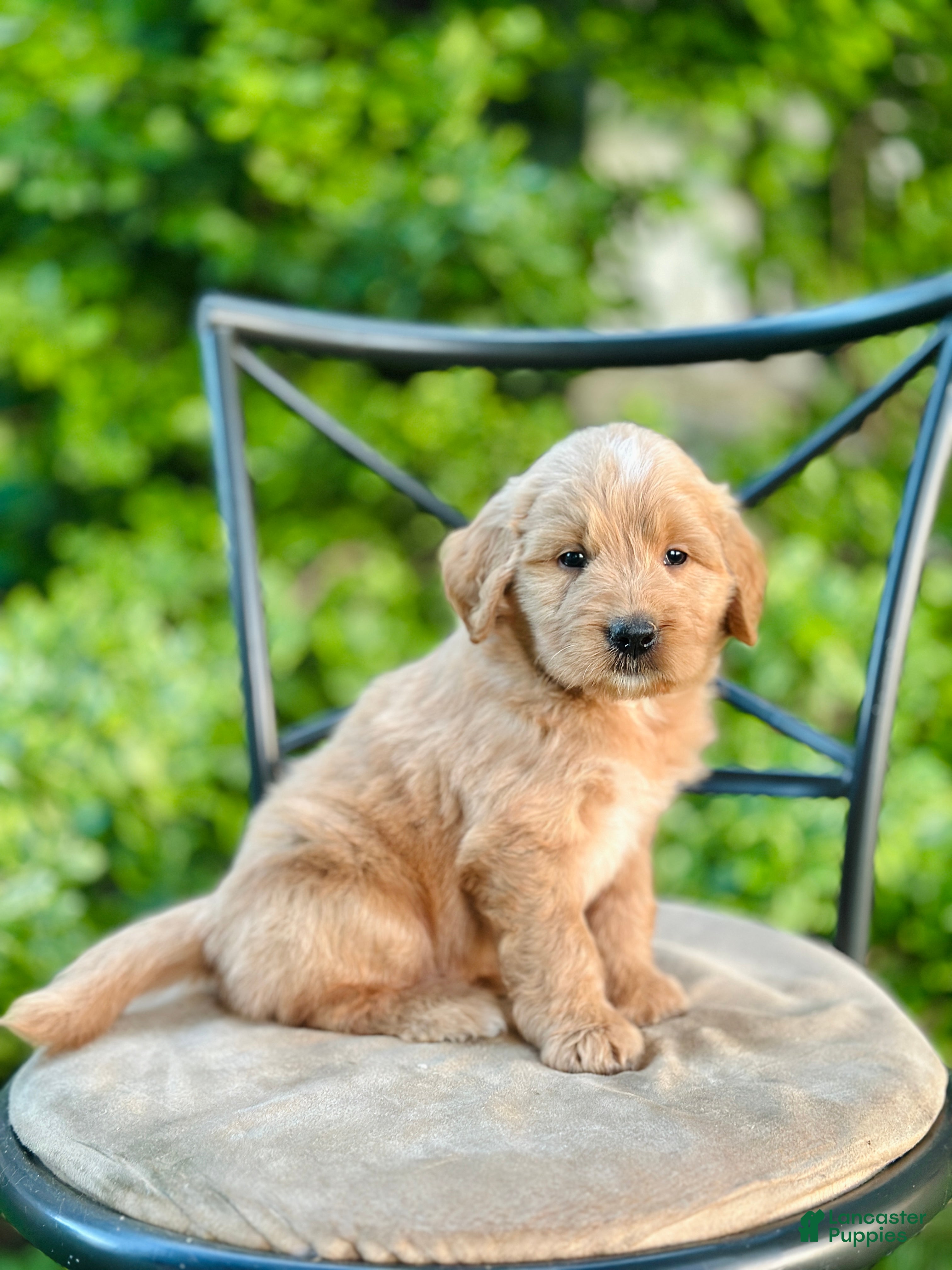 Mini Goldendoodle dogs Wells - Ad 2