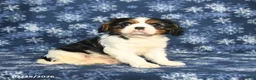 Cavalier King Charles Spaniel dogs for sale: Max - Ad 4