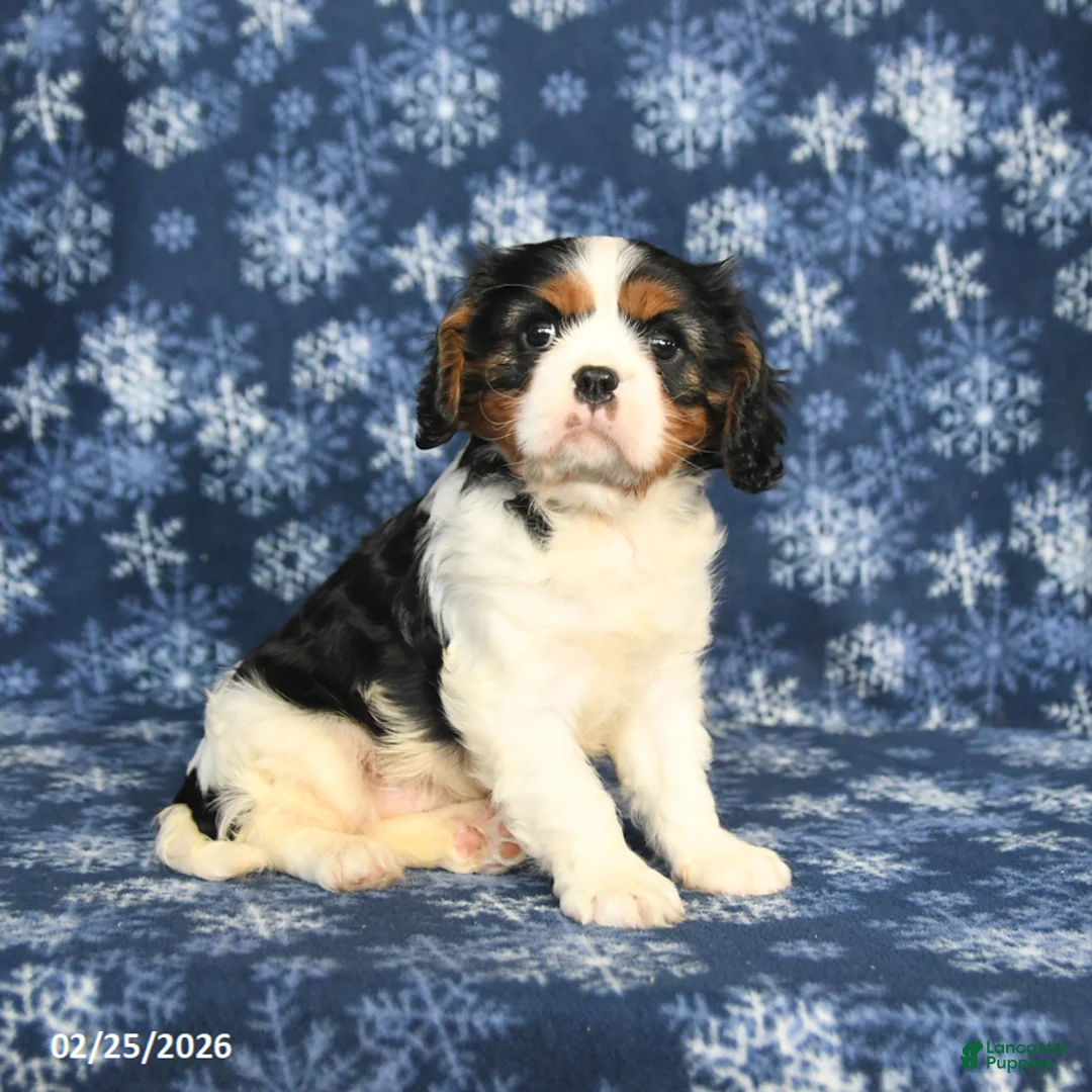 Cavalier King Charles Spaniel dogs for sale: Max - Ad 4