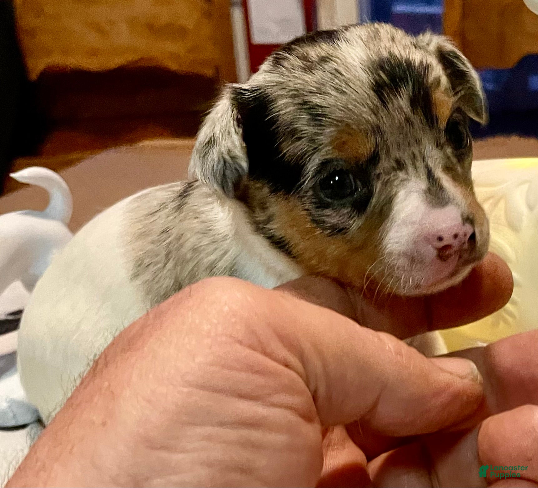 Chihuahua dogs Chihuahua Puppy 1 - Ad 1