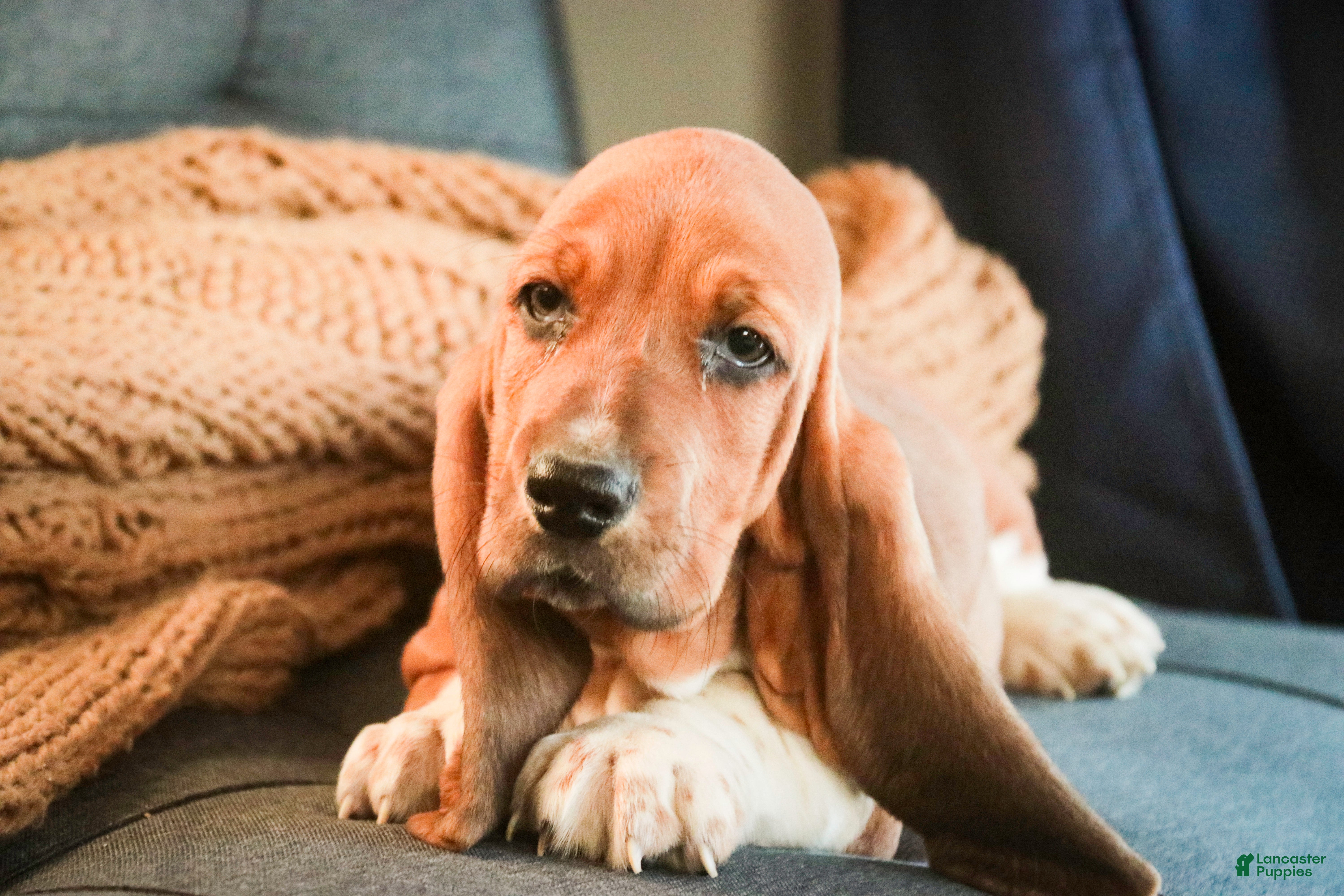 Basset Hound dogs Armando - Ad 2