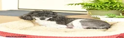 Toy Poodle dogs for sale: Nestle - Ad 6