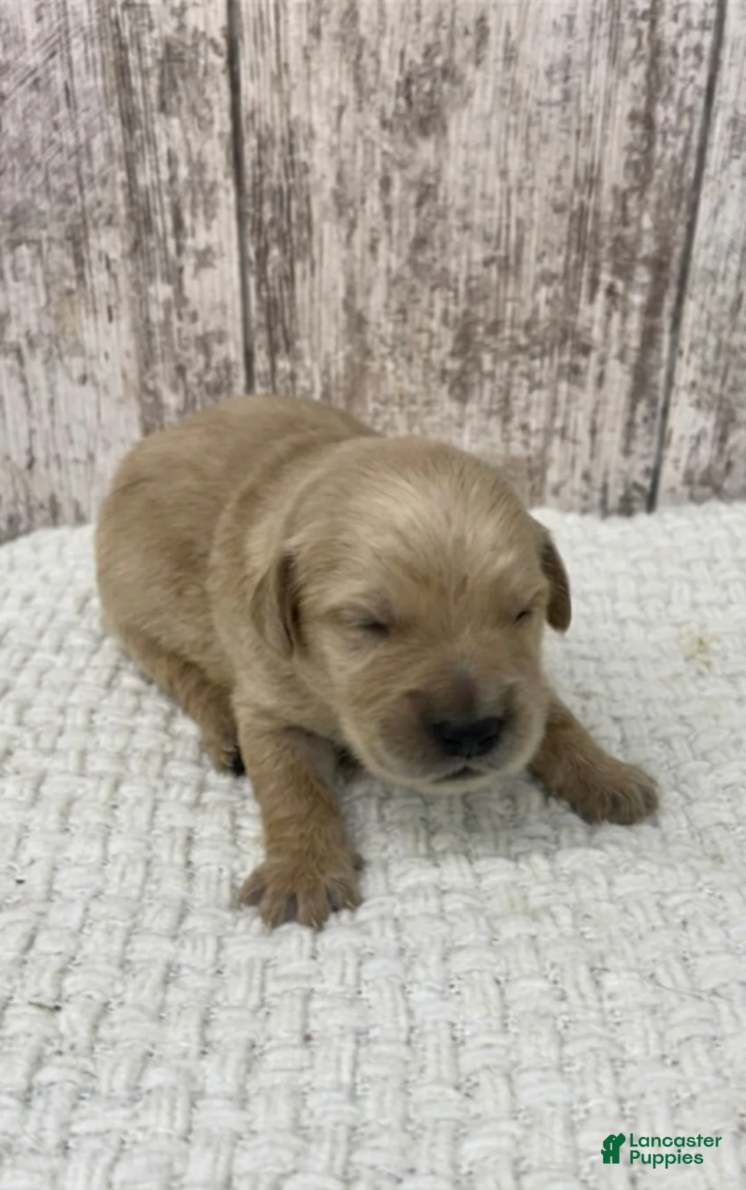 Golden Retriever dogs for sale: Golden Retriever Puppy 5 - Ad 1