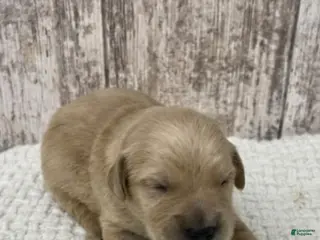 Golden Retriever dogs Golden Retriever Puppy 5 - Ad 35
