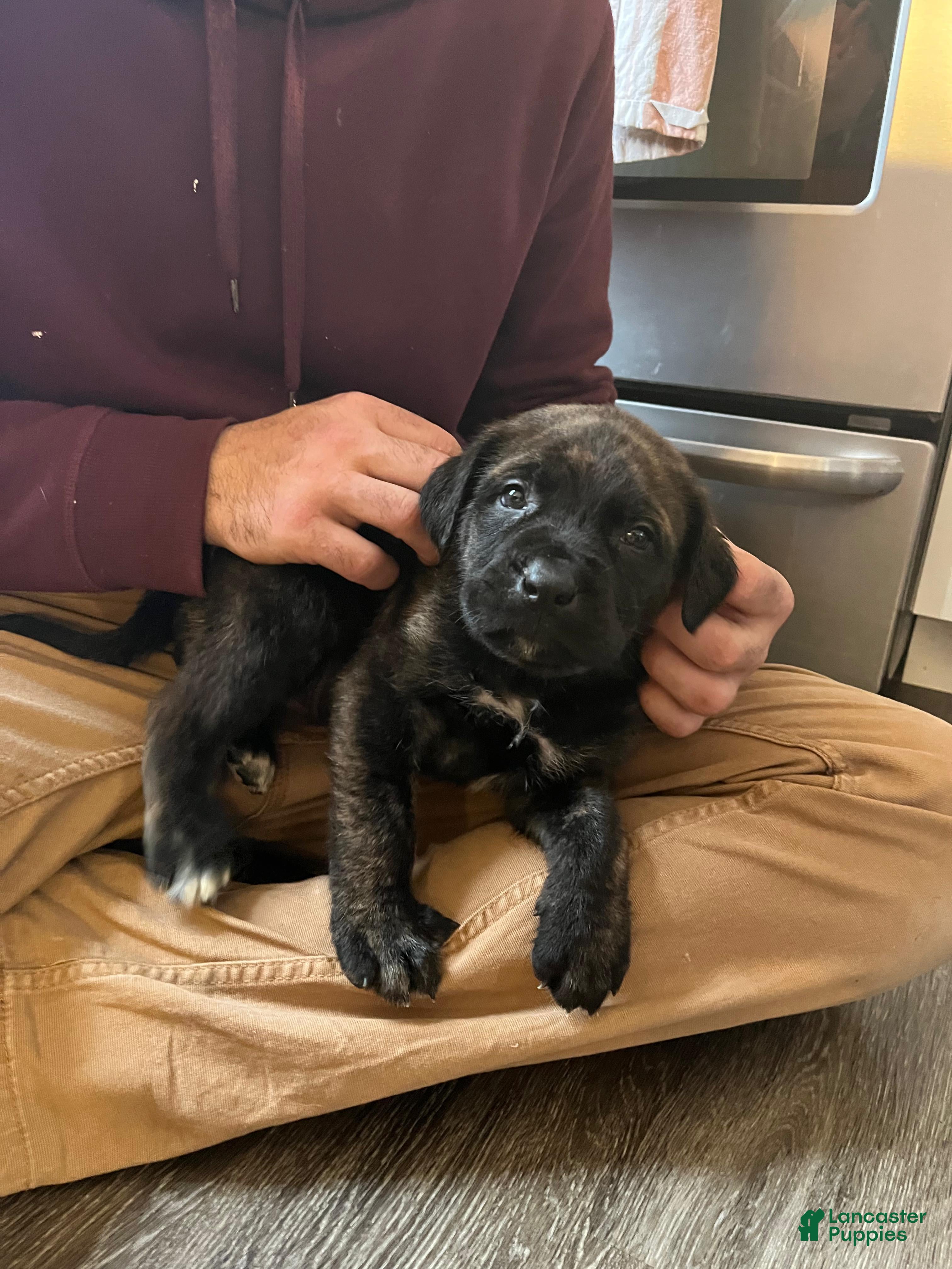 English Mastiff dogs Huck - Ad 1