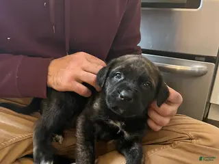 English Mastiff dogs for sale: Huck - Ad 2