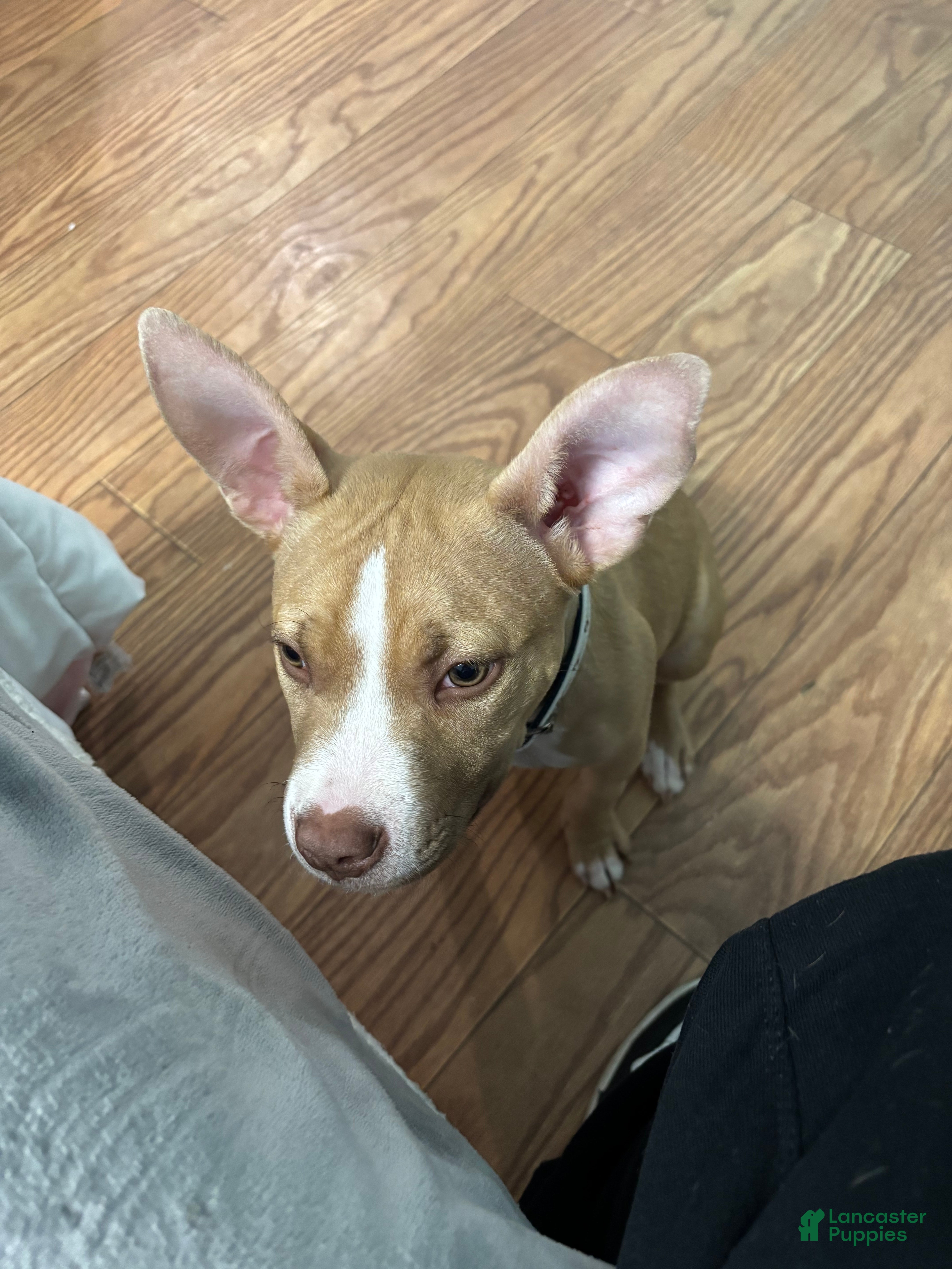 American Pit Bull Terrier dogs American Pit Bull Terrier Puppy 1 - Ad 2