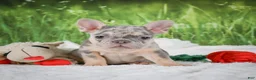 French Bulldog dogs for sale: Luna - Ad 8