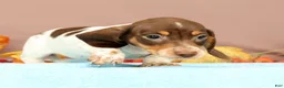 Miniature Dachshund dogs for sale: Autumn - Ad 6