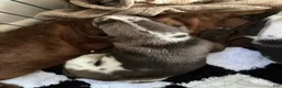 Catahoula Leopard Dog dogs for sale: Ash - Ad 2