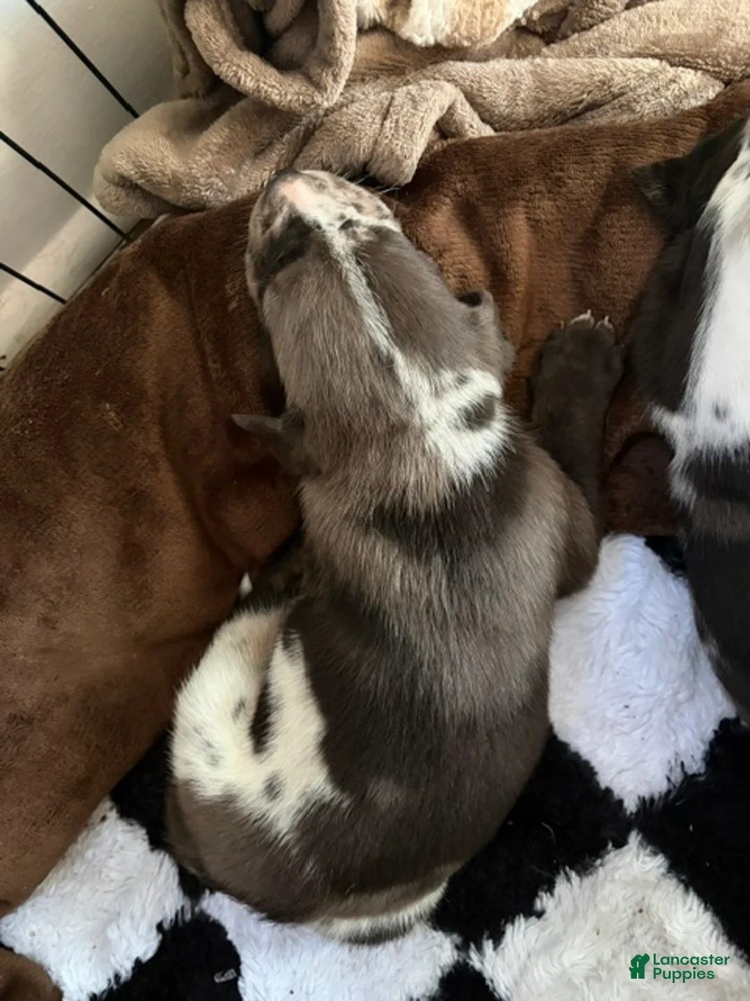Catahoula Leopard Dog dogs for sale: Ash - Ad 2