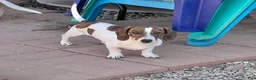Dachshund dogs for sale: Mavrik - Ad 1