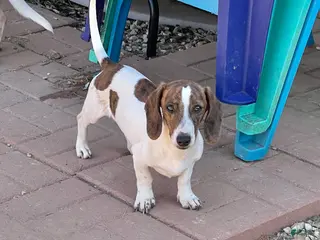 Dachshund dogs Mavrik - Ad 32