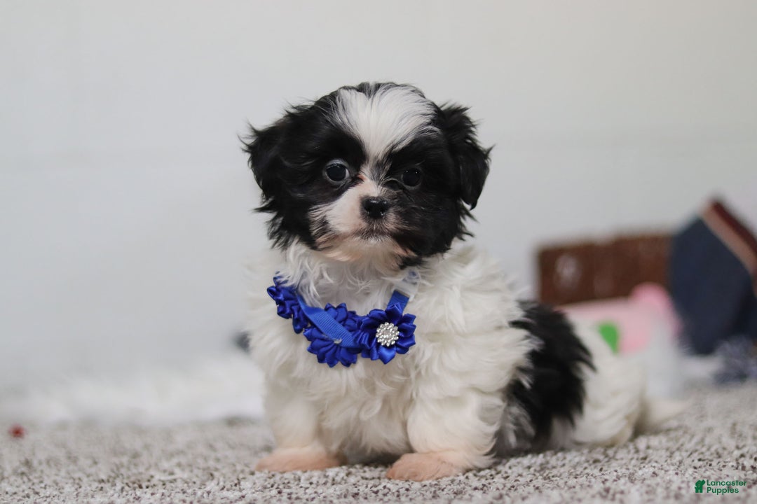 Shih Tzu dogs for sale: Scottie - Ad 1