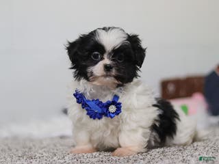 Shih Tzu dogs Scottie - Ad 9