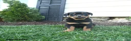 Rottweiler dogs for sale: Clover - Ad 3