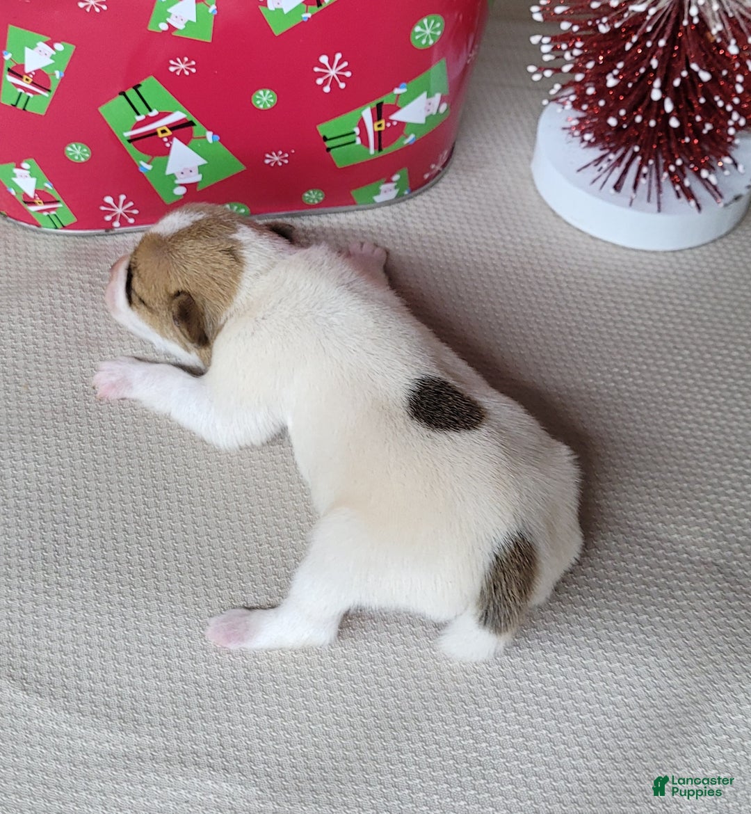 Jack Russell Terrier dogs for sale: Westfork's TESSA - Ad 5