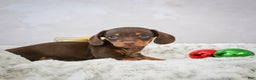 Miniature Dachshund dogs for sale: Peanut - Ad 4