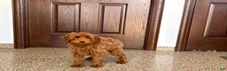 Cavapoo dogs for sale: Cavapoo F1b male Puppy 3 - Ad 4