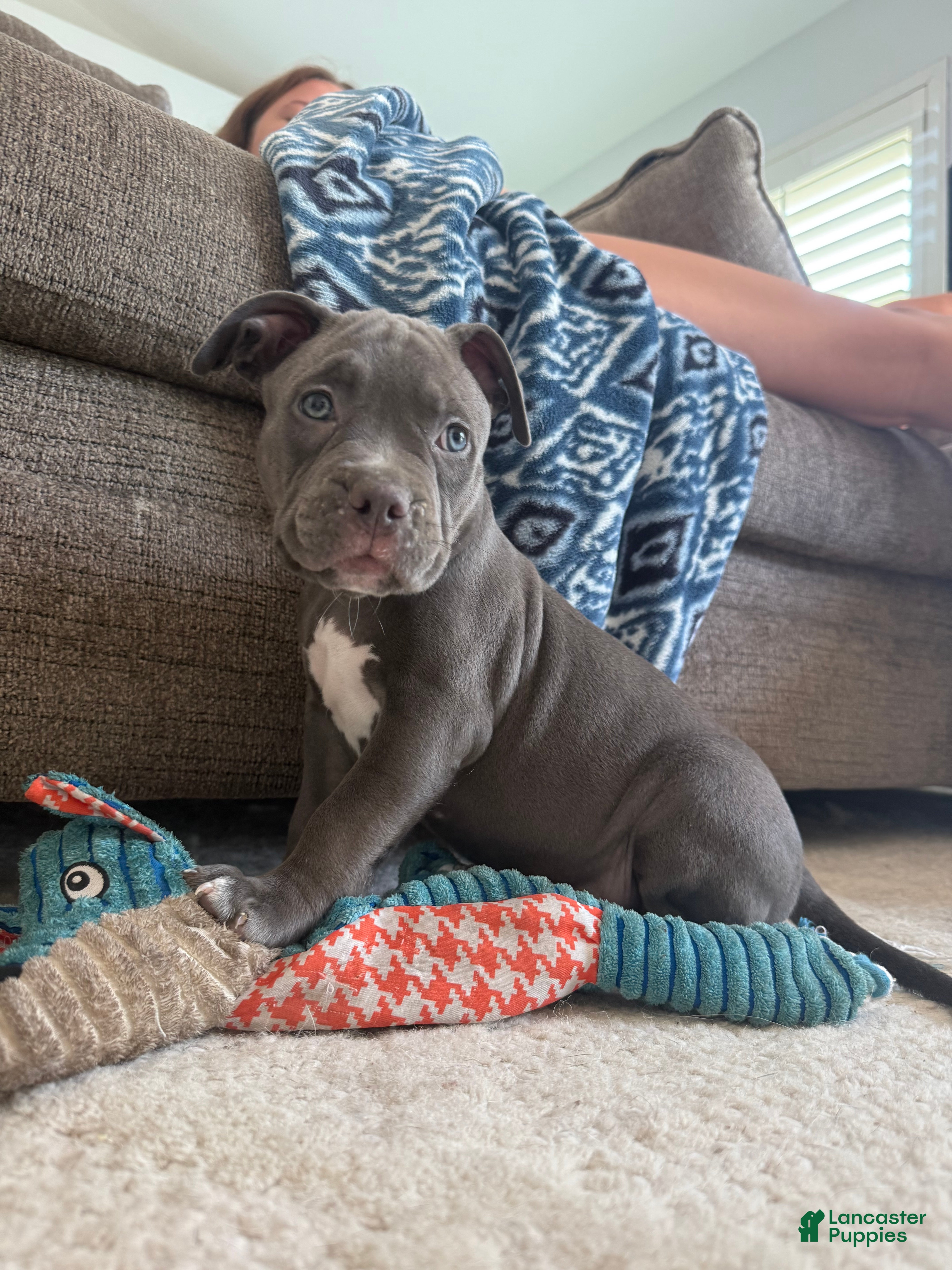 American Bully dogs Willow - XL American Bully Puppy  - Ad 41